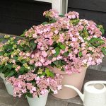 Hydrangea serrata 'Intermedia' - Rózsaszín-fehér virágú