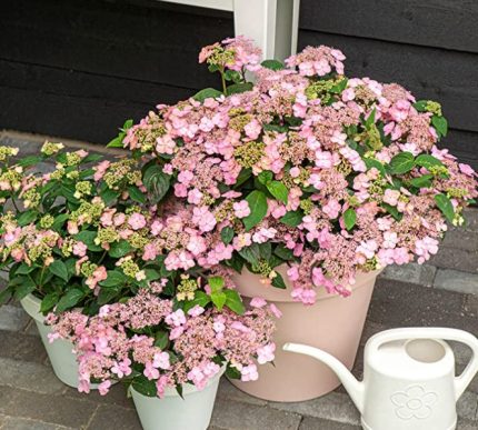 Hydrangea serrata 'Intermedia' - Rózsaszín-fehér virágú