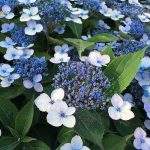 Hydrangea serrata 'Magic Pillow'® -