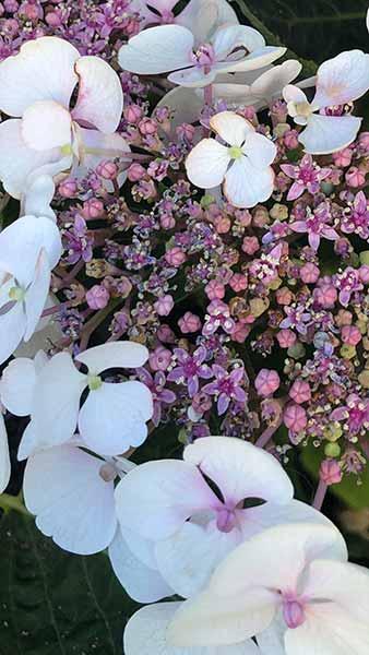 Hydrangea serrata 'Summer Glow'® -