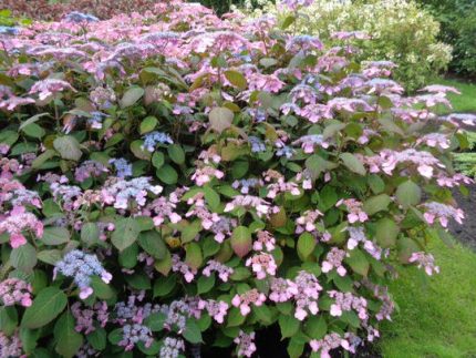 Hydrangea serrata 'Veerle' -