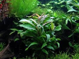 Hygrophila siamensis akváriumi növény