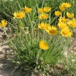 Hymenoxys scaposa (Aranycsillag)