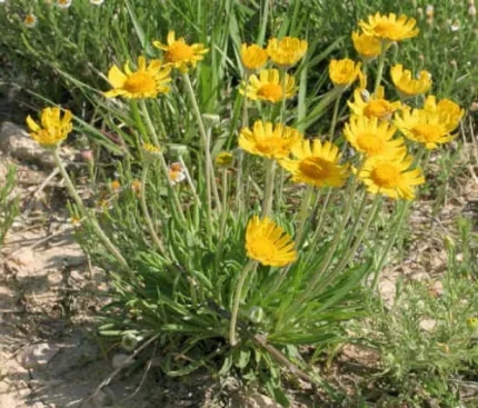 Hymenoxys scaposa (Aranycsillag)