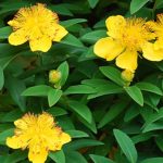Hypericum calycinum - Örökzöld orbáncfű