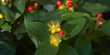 Hypericum inodorum 'Elstead' – Piros bogyós orbáncfű