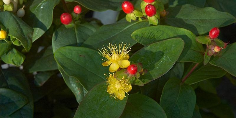 Hypericum_inodorum_Elstead_–_Piros_bogyos_orbancfu Hypericum inodorum 'Elstead' – Piros bogyós orbáncfű