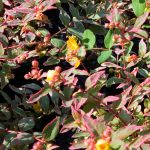 Hypericum moserianum tarka orbáncfű