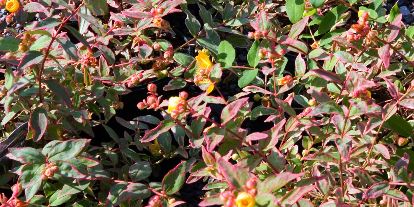 Hypericum_moserianum_tarka_orbancfu Hypericum moserianum tarka orbáncfű