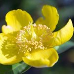 Hypericum patulum ’Hidcote’ Orbáncfű