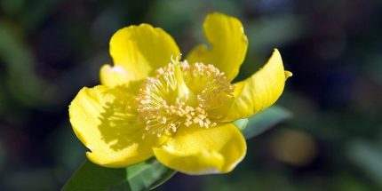 Hypericum patulum ’Hidcote’ Orbáncfű