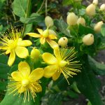 Hypericum x moserianum - Orbáncfű