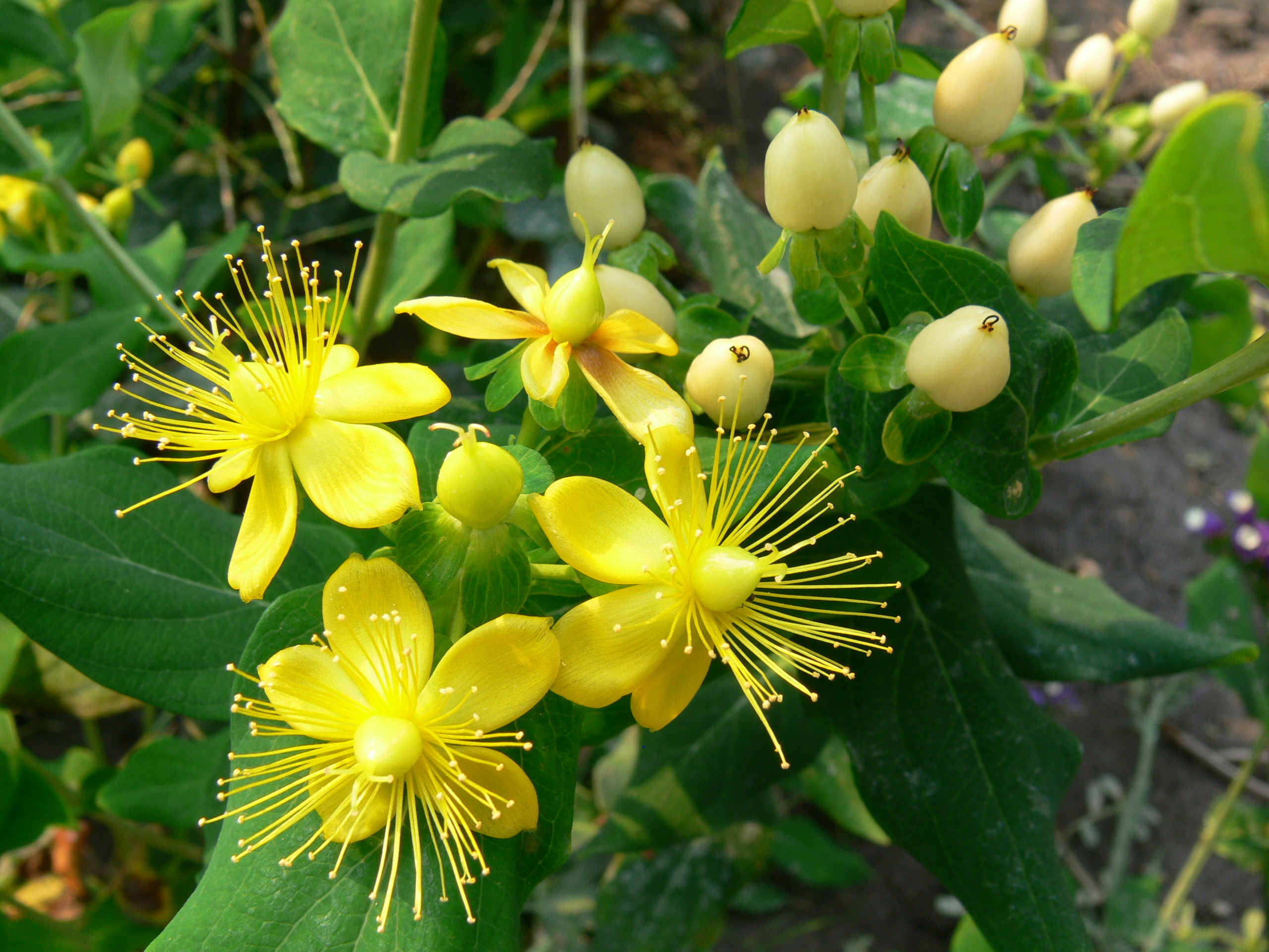 Hypericum_x_moserianum_-_Orbancfu Hypericum x moserianum - Orbáncfű