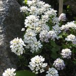 Iberis saxatilis (Korai tatárvirág)