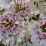 Iberis sempervirens 'Fishbeck' (Örökzöld tatárvirág)