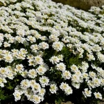 Iberis sempervirens (Örökzöld tatárvirág)