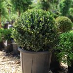 Ilex crenata 'Glory Gem' -