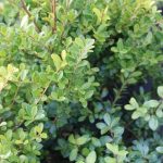 Ilex crenata 'Green Hedge' - Élénk zöld lombú magyal