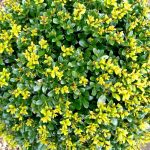 Ilex maximowicziana - Japán magyal