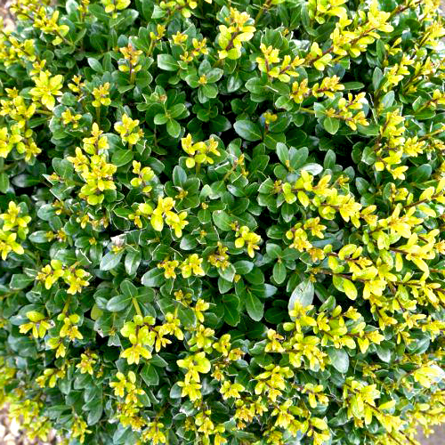 Ilex_maximowicziana_-_Japan_magyal Ilex maximowicziana - Japán magyal