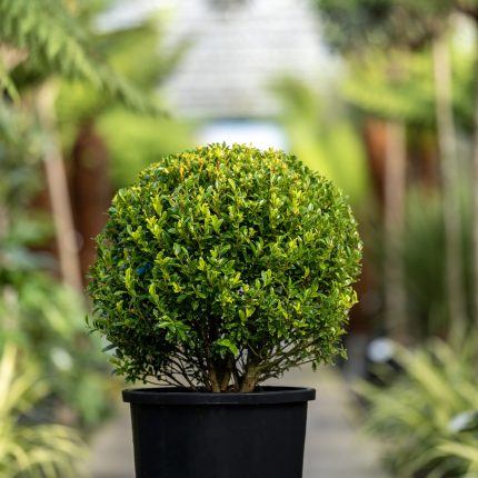 Ilex maximowicziana kanehirae -
