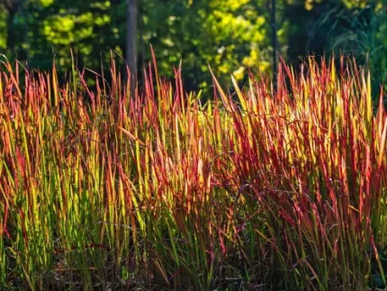 Imperata red baron (Japán vérfű)