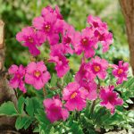 Incarvillea delavayi (Jüanni tölcsérgyökér)