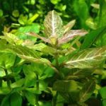 Indiai vízicsillag - Hygrophila polysperma akváriumi növény