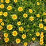 Inula ensifolia 'Compacta' (Kardos peremizs)