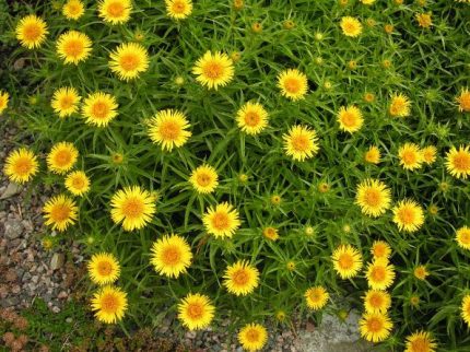 Inula ensifolia 'Compacta' (Kardos peremizs)