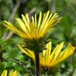 Inula ensifolia (Kardos peremizs)
