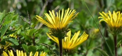 Inula ensifolia (Kardos peremizs)