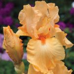 Iris  'Apricot Silk' (Nőszirom)