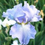 Iris  'Babbling Brook' (Nőszirom)