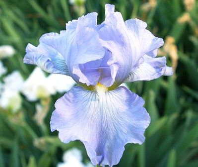 Iris  'Babbling Brook' (Nőszirom)