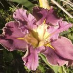 Iris 'Dancing Vogue'