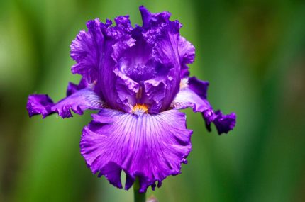 Iris  'Dashing' (Nőszirom)