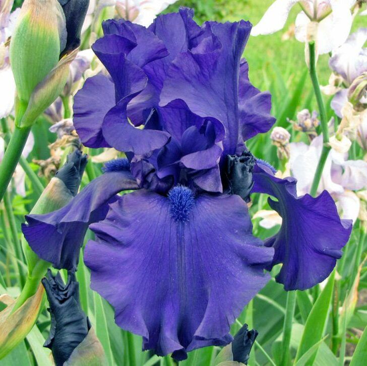 Iris_Dusky_Challenger_Noszirom_-_15_centis_cserepben Iris 'Dusky Challenger' (Nőszirom)