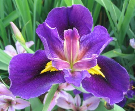 Iris_Hurrican_Party Iris 'Hurrican Party'