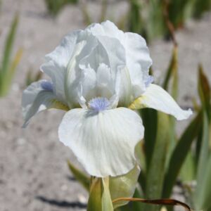 Iris  'Immortality' (Nőszirom)
