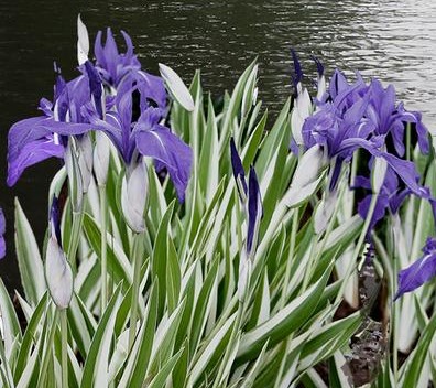 Iris laevigata variegata - Csíkos levelű kék írisz - Kerti tavi növény