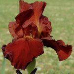 Iris  'Sultan's Palace' (Nőszirom)