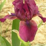 Iris  'Superstition' (Nőszirom)