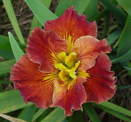 Iris 'Wizard of Aussie'