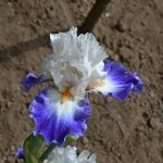 Iris  'World Premier' (Nőszirom)