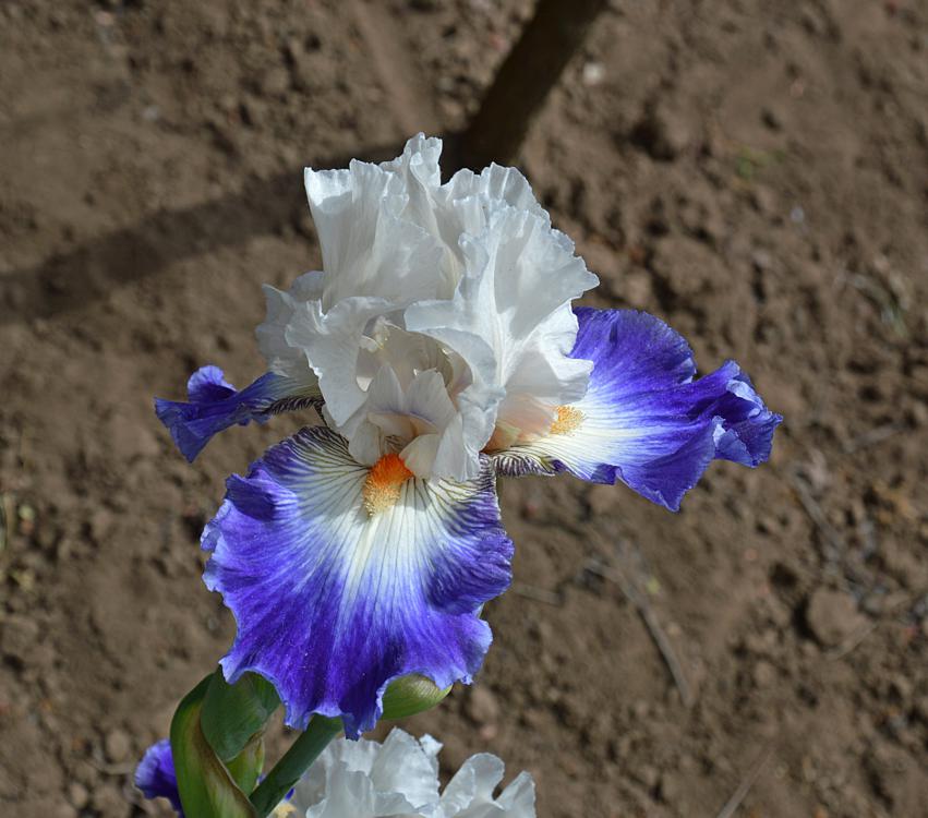 Iris_World_Premier_Noszirom_-_15_centis_cserepben Iris 'World Premier' (Nőszirom)