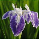 Iris laevigata 'Modled Beauty'