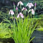 Iris laevigata 'Rose Queen'