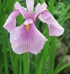 Iris laviegata rose queen - mocsári írisz kerti tavi növény