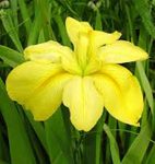 Iris louisiana yellow – Sárga írisz kerti tavi növény